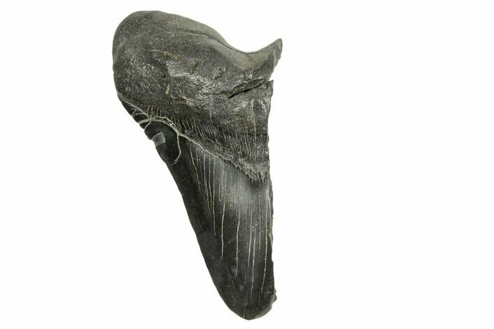 Partial Fossil Megalodon Tooth - South Carolina #370025